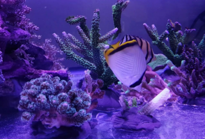 ​八字激励口号大全81句