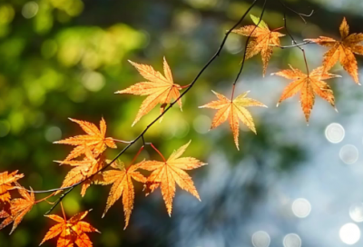 ​面纱经典句子68句