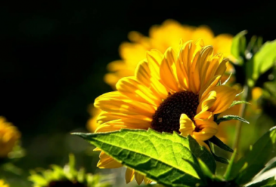 ​安慰自己的经典语句81句