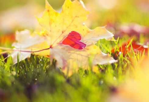 1767454584670491.png image.png