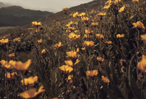 1768229966840445.png image.png