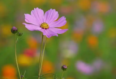 1768234772688341.png image.png