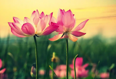 ​表达爱情话语摘录