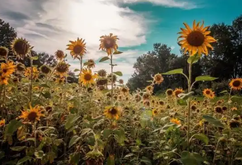 1768236596706600.png image.png