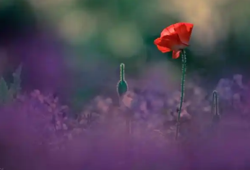 1768238418167176.png image.png