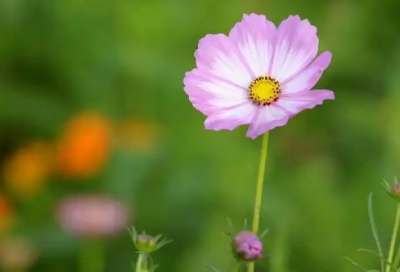 ​七夕情人节的爱情表白宣言