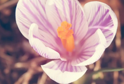 ​爱情短句幸福 关于得到幸福和爱情的短句