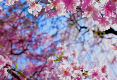 ​5.20表白爱情宣言