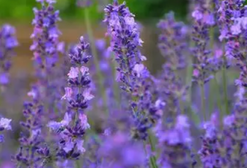 1768257147227559.png image.png