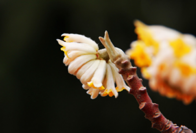 ​爱情的话语唯美