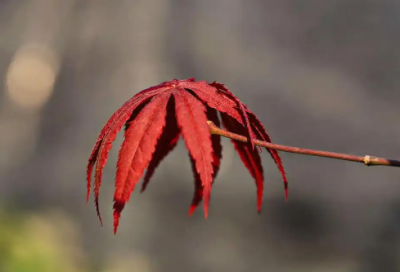 ​爱情伤感语句82句