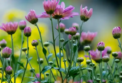 ​生日朋友圈说说84句