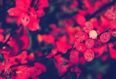 ​平安夜收到苹果的朋友圈文案(平安夜收到苹果晒朋友圈)