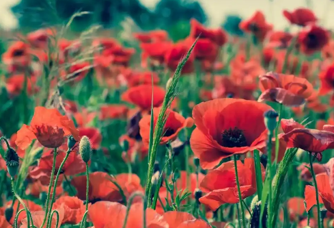 1768325311366878.png image.png