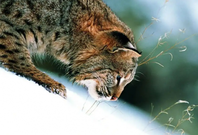 ​2026年12月你好朋友圈文案