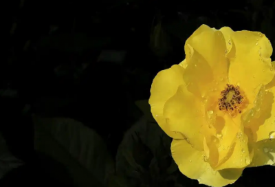 ​朋友圈鸡汤文案(朋友圈心灵鸡汤文案)