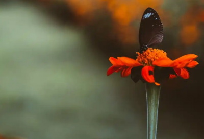 ​高温太热朋友圈文案 高温天气发的朋友圈文案